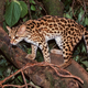 Illustration for article titled Caturday - Leopardus wiedii Edition